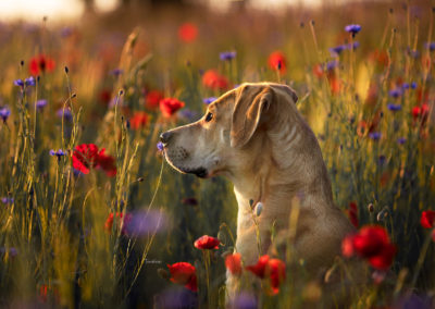 Hund sitzend in Blumenwiese