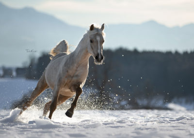 Pferd im Schnee Bild